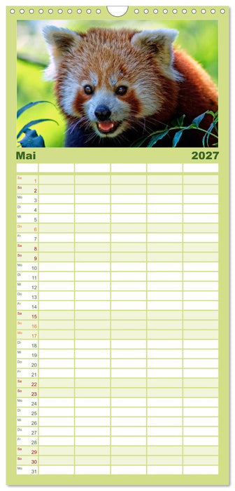 Kleiner Panda (CALVENDO Familienplaner 2027)