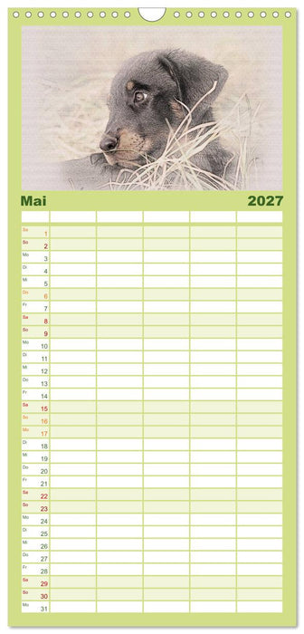 Französische Hirtenhunde 2027 (CALVENDO Familienplaner 2027)