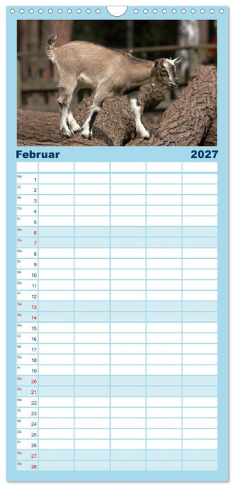 Zwergziegen (CALVENDO Familienplaner 2027)