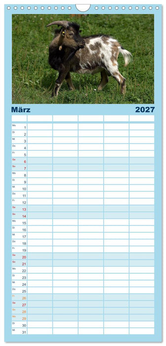 Zwergziegen (CALVENDO Familienplaner 2027)