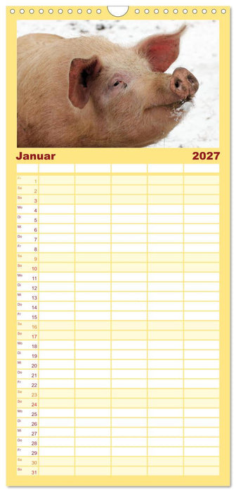Der Schweinekalender (CALVENDO Familienplaner 2027)