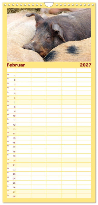 Der Schweinekalender (CALVENDO Familienplaner 2027)