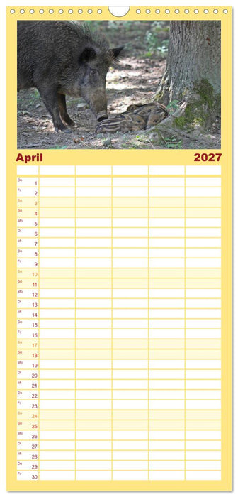 Der Schweinekalender (CALVENDO Familienplaner 2027)