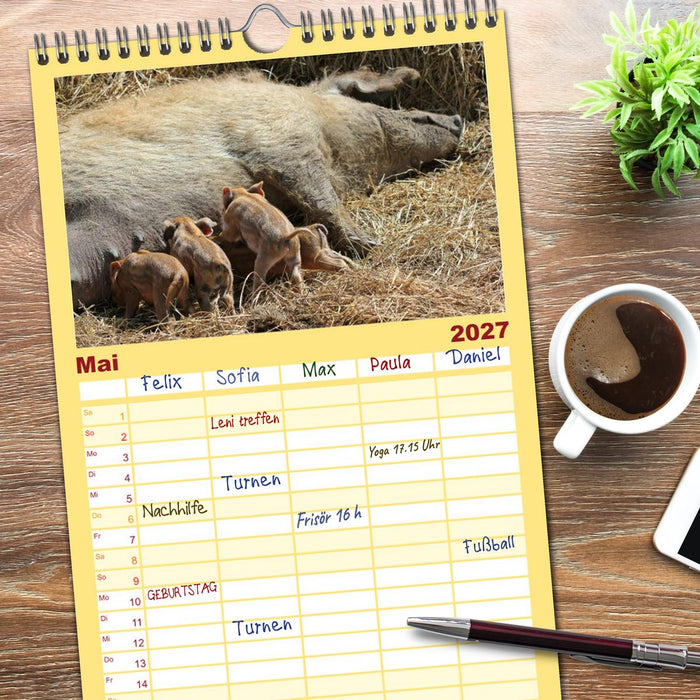 Der Schweinekalender (CALVENDO Familienplaner 2027)