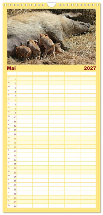 Der Schweinekalender (CALVENDO Familienplaner 2027)
