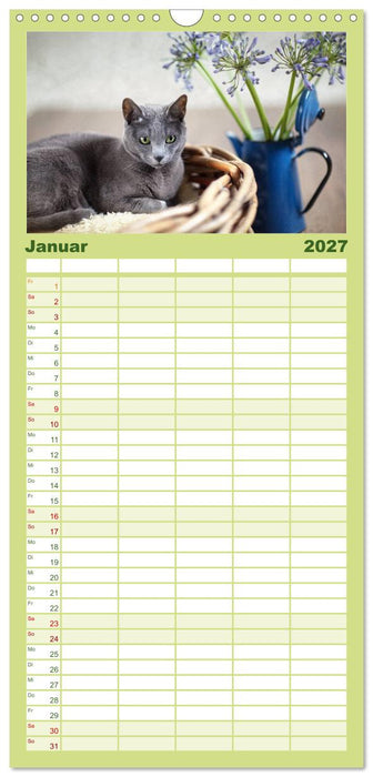 Katzen (CALVENDO Familienplaner 2027)