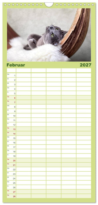Katzen (CALVENDO Familienplaner 2027)
