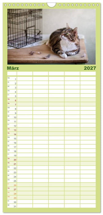 Katzen (CALVENDO Familienplaner 2027)