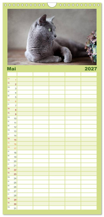 Katzen (CALVENDO Familienplaner 2027)
