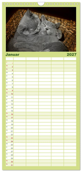 Bärige Schmusetiger - Britisch Kurzhaar (CALVENDO Familienplaner 2027)