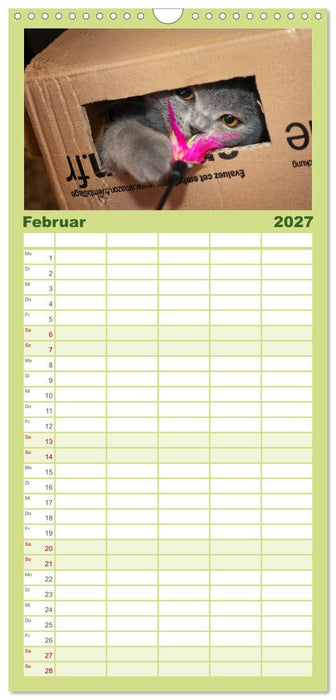 Bärige Schmusetiger - Britisch Kurzhaar (CALVENDO Familienplaner 2027)