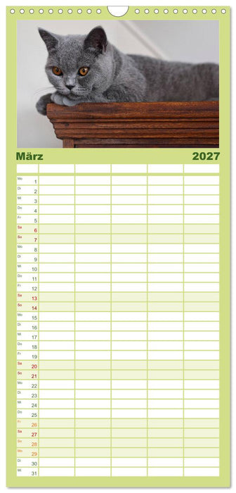 Bärige Schmusetiger - Britisch Kurzhaar (CALVENDO Familienplaner 2027)