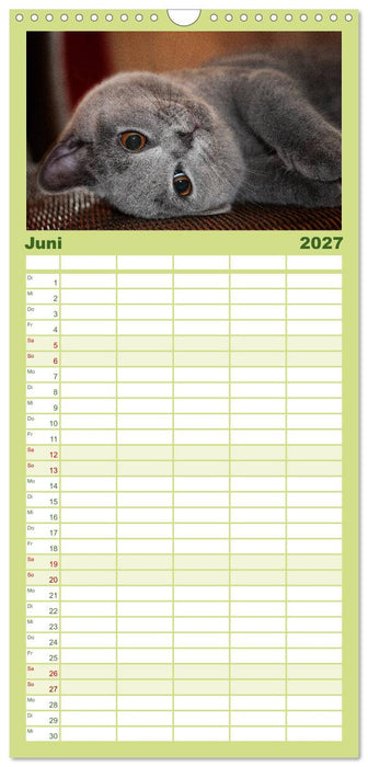 Bärige Schmusetiger - Britisch Kurzhaar (CALVENDO Familienplaner 2027)