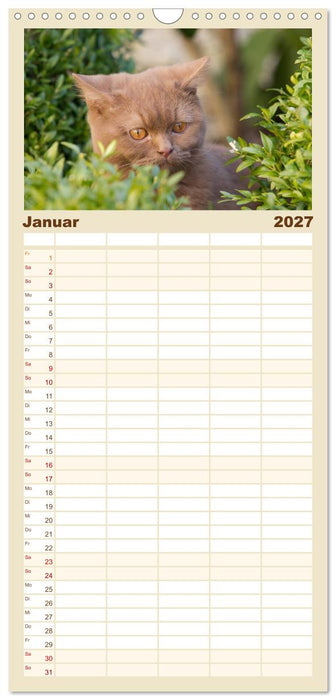 Bärige Schmusetiger - Britisch Kurzhaar Katzen (CALVENDO Familienplaner 2027)
