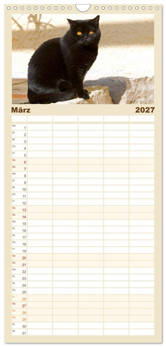 Bärige Schmusetiger - Britisch Kurzhaar Katzen (CALVENDO Familienplaner 2027)