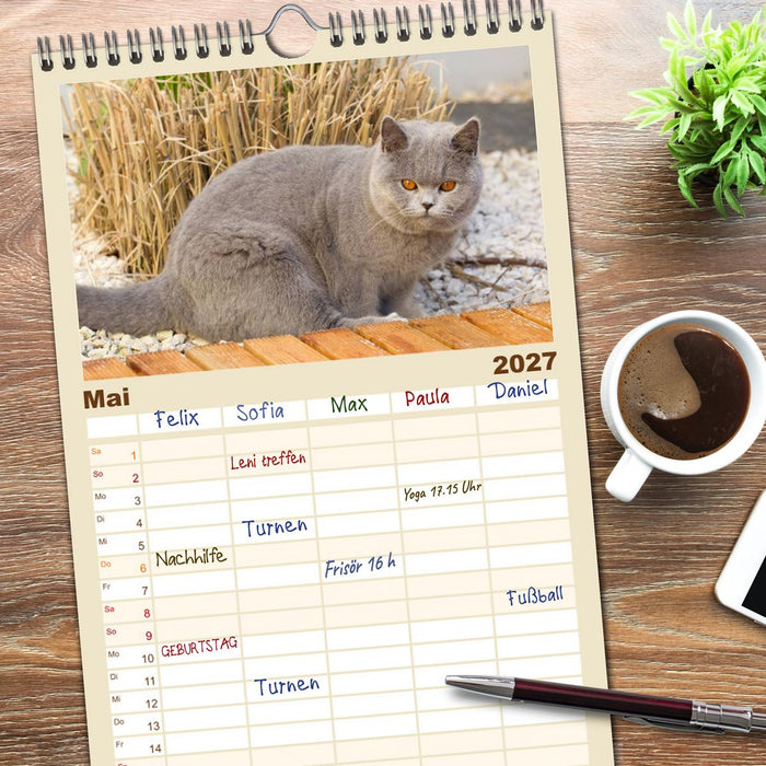 Bärige Schmusetiger - Britisch Kurzhaar Katzen (CALVENDO Familienplaner 2027)