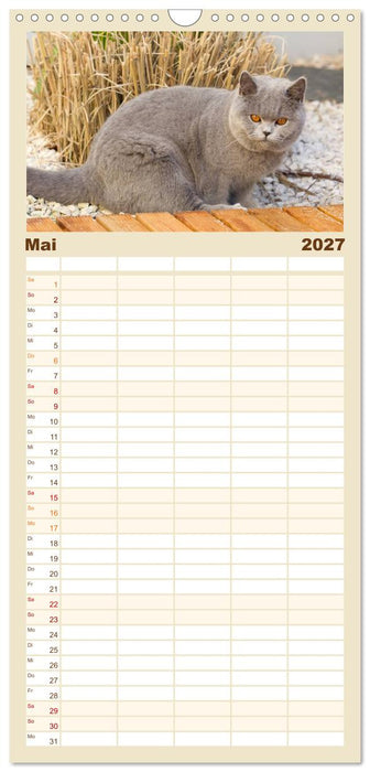 Bärige Schmusetiger - Britisch Kurzhaar Katzen (CALVENDO Familienplaner 2027)