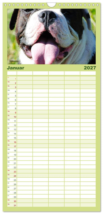 Faszination Bulldogge (CALVENDO Familienplaner 2027)