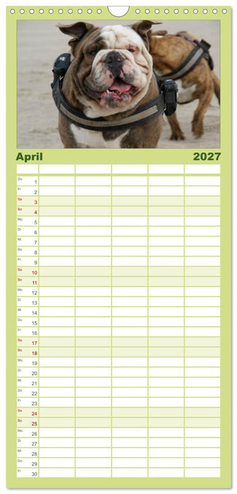 Faszination Bulldogge (CALVENDO Familienplaner 2027)