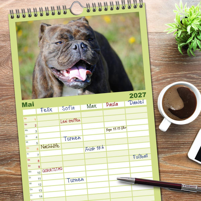 Faszination Bulldogge (CALVENDO Familienplaner 2027)