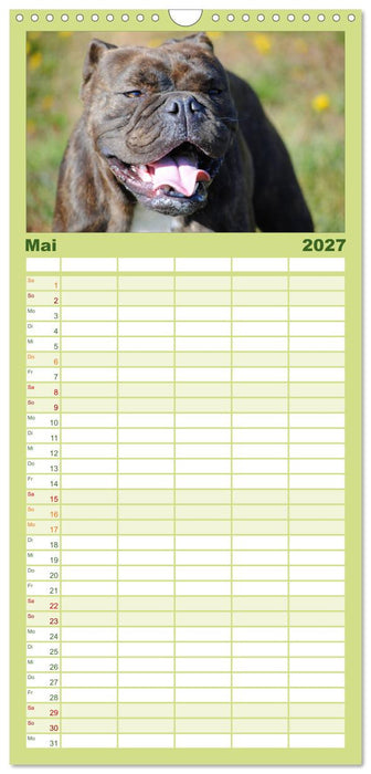 Faszination Bulldogge (CALVENDO Familienplaner 2027)