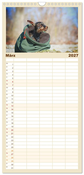 Der Dackel (CALVENDO Familienplaner 2027)