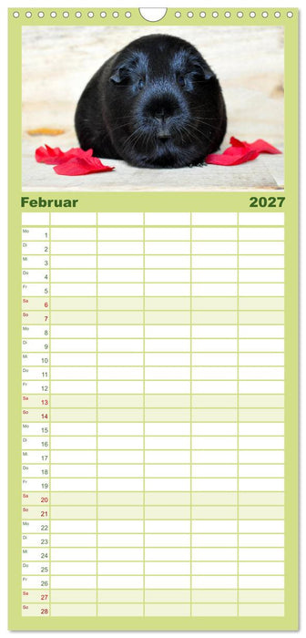Meerschweinchen Niedliche Herzensbrecher (CALVENDO Familienplaner 2027)
