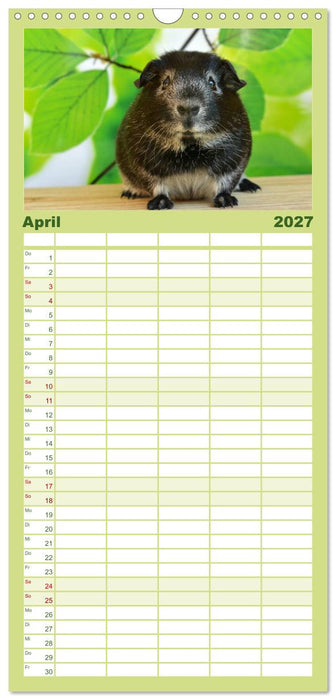 Meerschweinchen Niedliche Herzensbrecher (CALVENDO Familienplaner 2027)