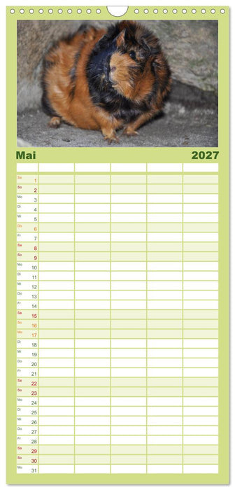 Meerschweinchen Niedliche Herzensbrecher (CALVENDO Familienplaner 2027)