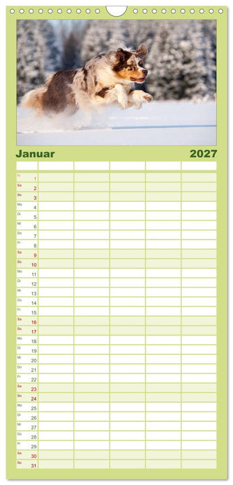 DIE BUNTE WELT DER AUSTRALIAN SHEPHERDS (CALVENDO Familienplaner 2027)