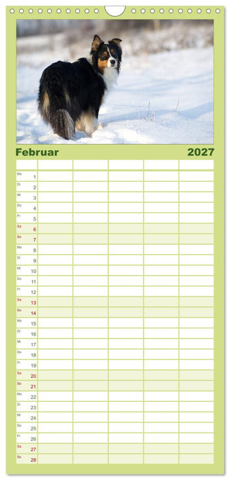 DIE BUNTE WELT DER AUSTRALIAN SHEPHERDS (CALVENDO Familienplaner 2027)