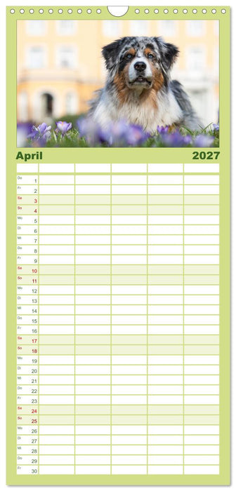 DIE BUNTE WELT DER AUSTRALIAN SHEPHERDS (CALVENDO Familienplaner 2027)