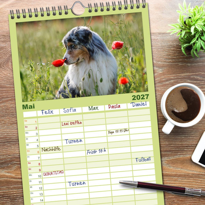 DIE BUNTE WELT DER AUSTRALIAN SHEPHERDS (CALVENDO Familienplaner 2027)