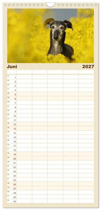 Zauberhafte Windhunde (CALVENDO Familienplaner 2027)