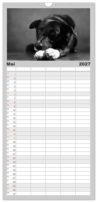 Hundeportraits Fine Art (CALVENDO Familienplaner 2027)