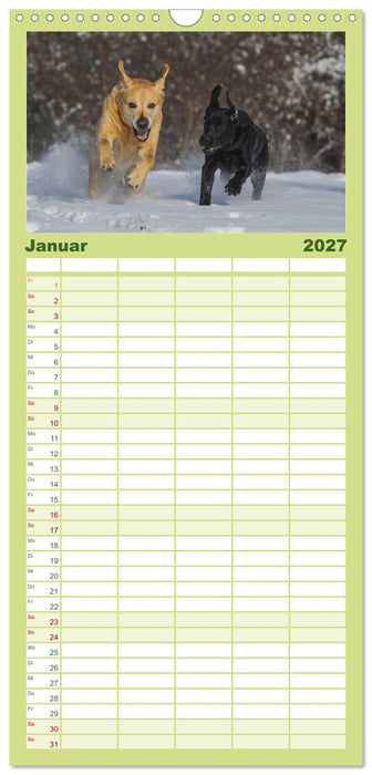 Labrador Retriever 2027 (CALVENDO Familienplaner 2027)