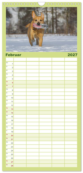 Labrador Retriever 2027 (CALVENDO Familienplaner 2027)