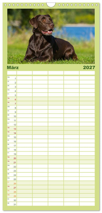 Labrador Retriever 2027 (CALVENDO Familienplaner 2027)