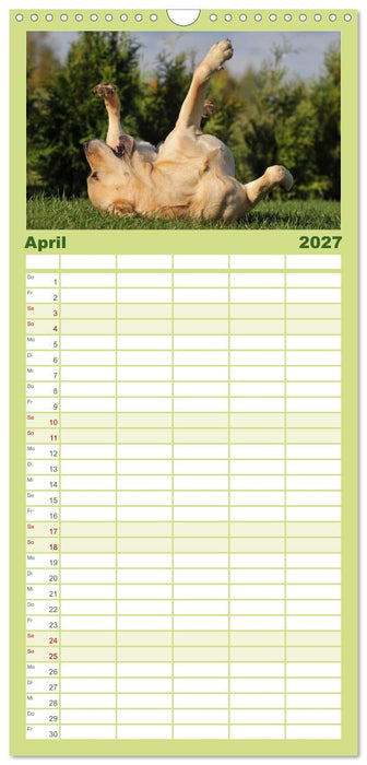 Labrador Retriever 2027 (CALVENDO Familienplaner 2027)