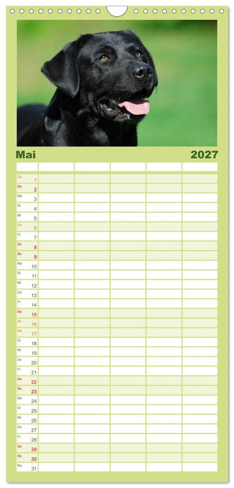 Labrador Retriever 2027 (CALVENDO Familienplaner 2027)