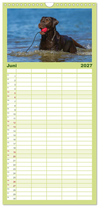 Labrador Retriever 2027 (CALVENDO Familienplaner 2027)