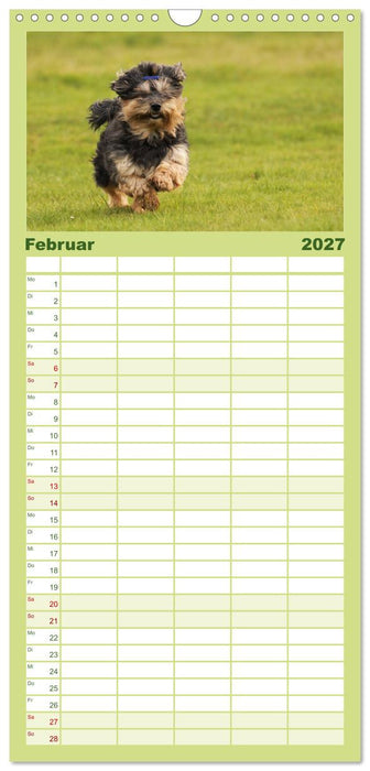 Havaneser - Wirbelwinde aus Kuba (CALVENDO Familienplaner 2027)