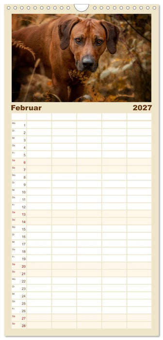 Rhodesian Ridgeback - Herzen auf vier Pfoten (CALVENDO Familienplaner 2027)