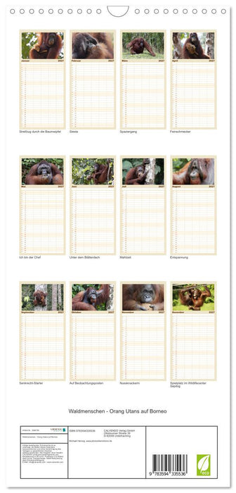 Waldmenschen - Orang Utans auf Borneo (CALVENDO Familienplaner 2027)