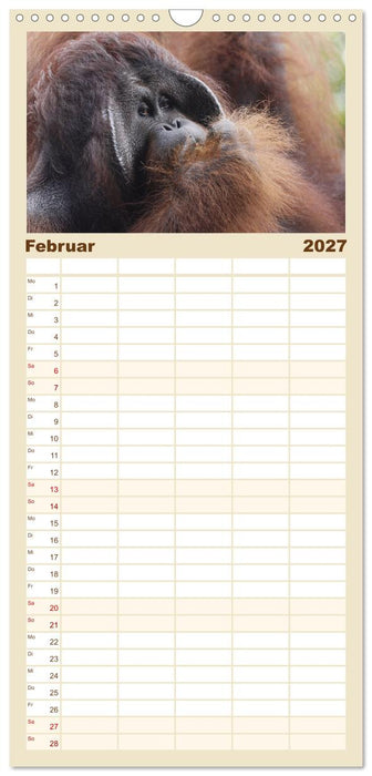 Waldmenschen - Orang Utans auf Borneo (CALVENDO Familienplaner 2027)