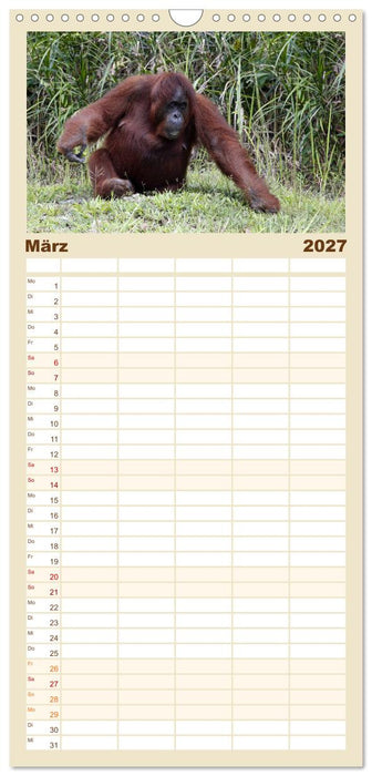 Waldmenschen - Orang Utans auf Borneo (CALVENDO Familienplaner 2027)