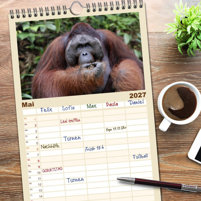 Waldmenschen - Orang Utans auf Borneo (CALVENDO Familienplaner 2027)