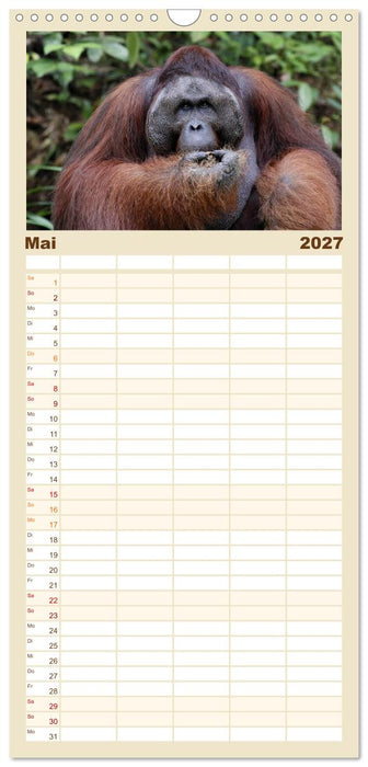Waldmenschen - Orang Utans auf Borneo (CALVENDO Familienplaner 2027)