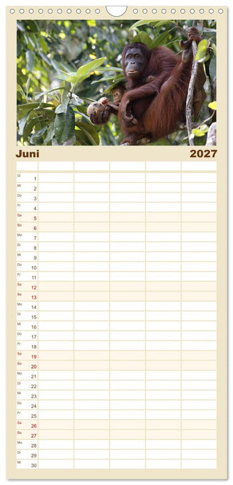 Waldmenschen - Orang Utans auf Borneo (CALVENDO Familienplaner 2027)