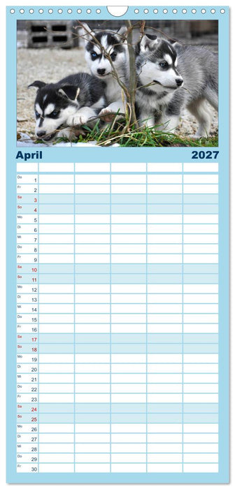 Husky-Kalender (CALVENDO Familienplaner 2027)